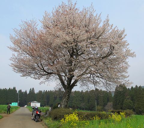 前田の一本桜.jpg