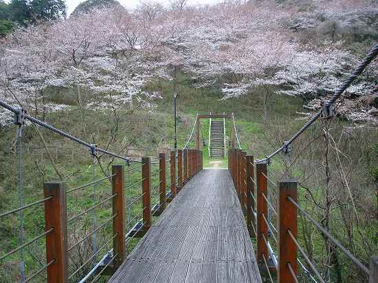 河内の桜 (10).jpg