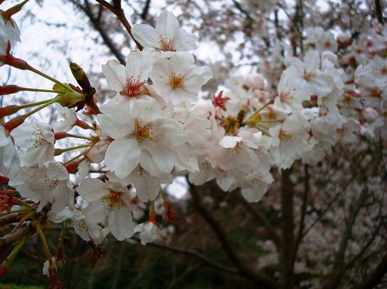 河内の桜 (4).jpg