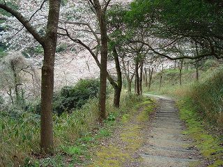 河内の桜 (7).jpg