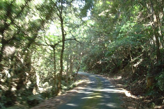 苔生した林道.jpg