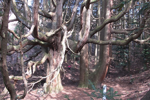 高森殿の杉.jpg